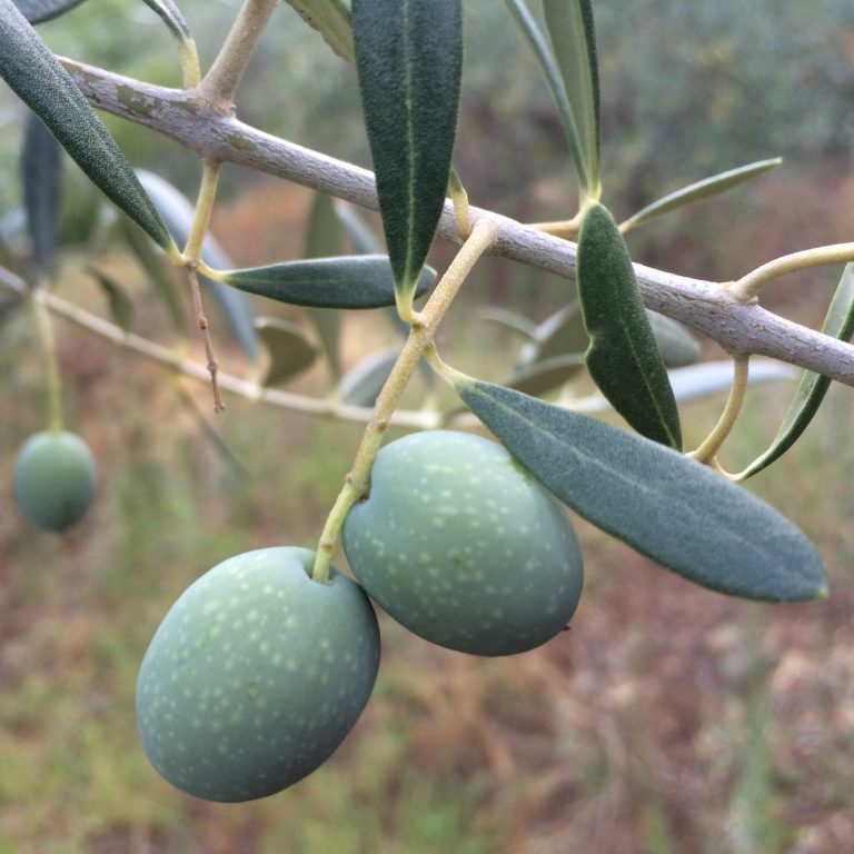 1-El Olivo y La Aceituna - Aceite de Oliva Virgen Extra