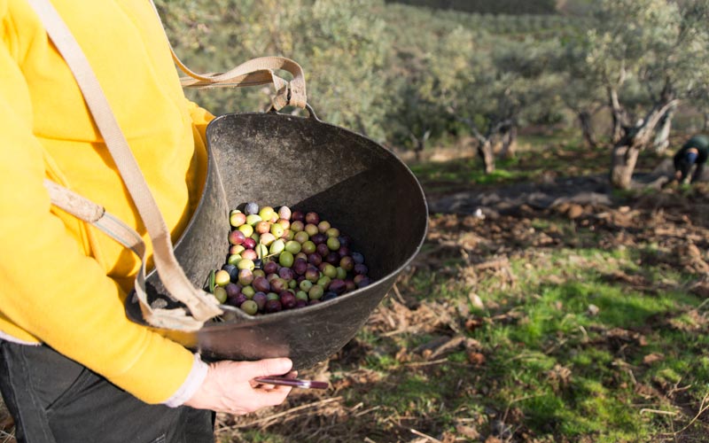 oleosetin extremadura manzanilla cacereña